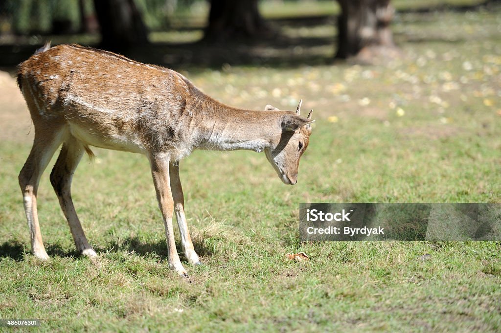 Deer Young deer on autumn meadow Animal Stock Photo