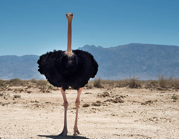 istock Male of African ostrich (Struthio camelus) 486076317