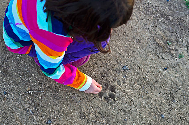 Tracker A little girl studying a canine paw print left in dirt. animal track photos stock pictures, royalty-free photos & images
