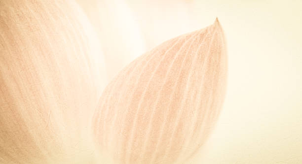 istock sweet color lotus in soft and blur style 486077370