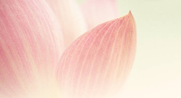 istock sweet color lotus in soft and blur style 486077438