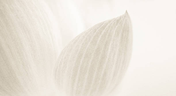 sweet color lotus in soft and blur style