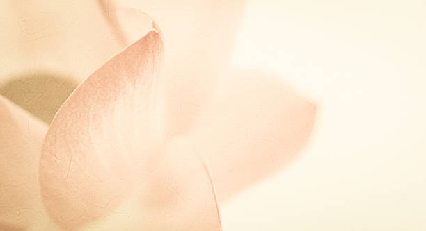 istock sweet color lotus in soft and blur style 486077484