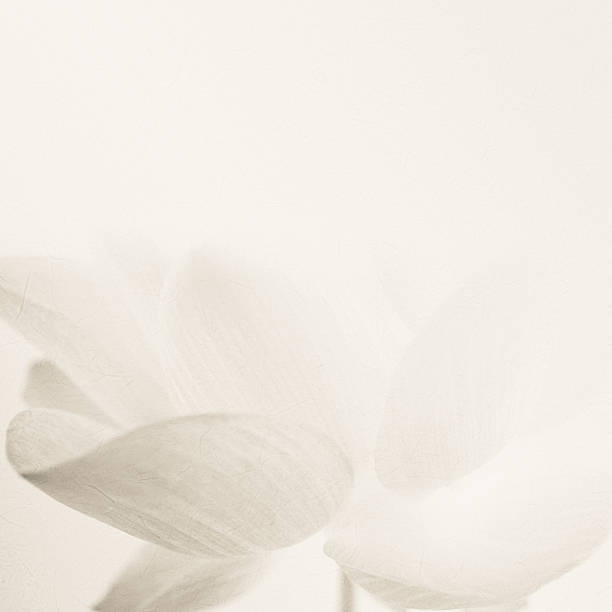 istock sweet color lotus in soft and blur style 486077606