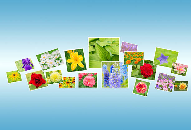 istock Photos of Flowers on a Blue Background 486077976
