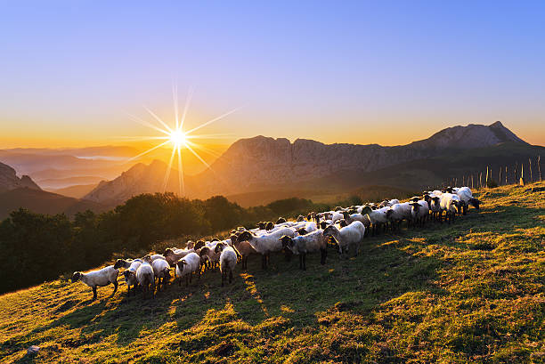 istock flock of sheep in Saibi mountain 486078028