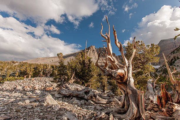 wüste von nevada - bristlecone pine pine tree tree forest stock-fotos und bilder