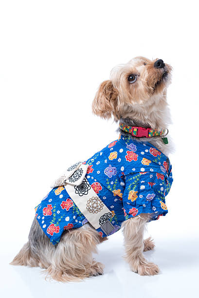 istock Yorkshire Terrier in Japanese Yukata 486078380