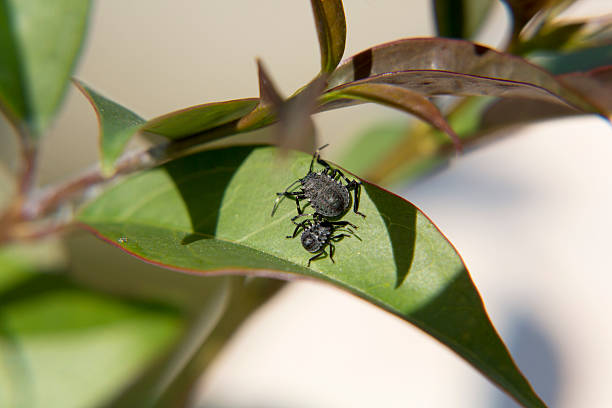 istock family of beetles, insects. 486078540