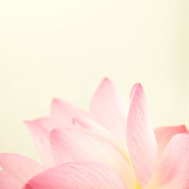 istock sweet color lotus in soft and blur style 486078894