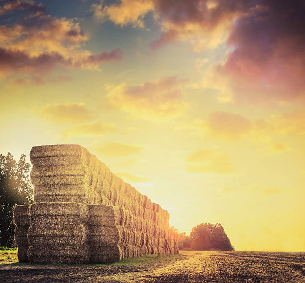 Field with hay or straw bales on background of sunset stock photo