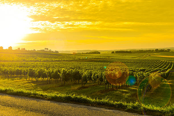 istock Vineyard Sunrise - Landscape-Bordeaux Vineyard 486079194