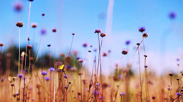 istock picture of a beautiful meadow during summerday 486079532
