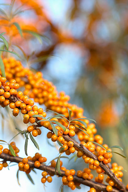 istock Sea Buckthorn berries 486081824