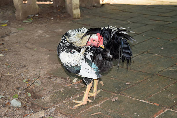istock chicken bantam ,Rooster feathers are clean body 486084184