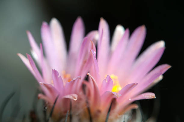 istock Flowering cactus Turbinicarpus roseiflorus 486087014