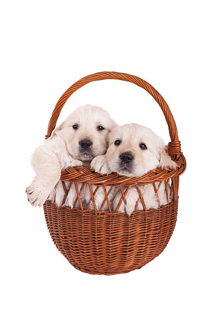 istock golden retriever puppies in a basket 486087111