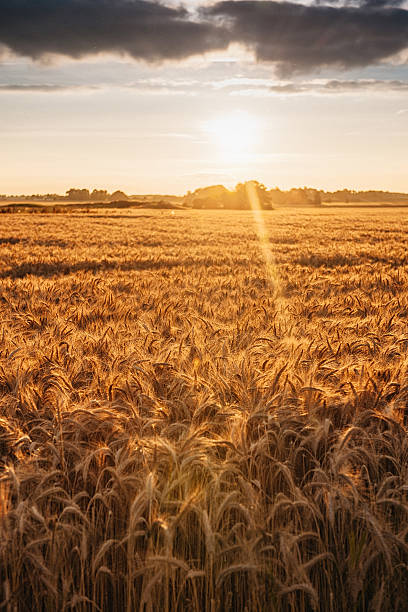 istock Golden sunset over a cultivated field with barley 486090228