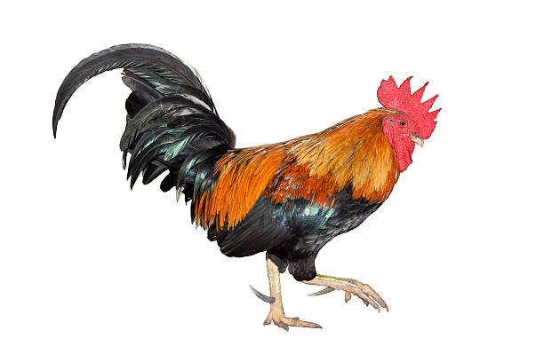 istock chicken bantam ,Rooster leg up isolated on white background 486090340