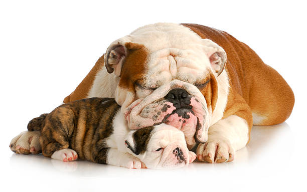 istock bulldog father and daughter 486091173
