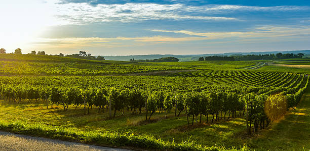 istock Vineyard Sunrise - Landscape-Bordeaux Vineyard 486091262