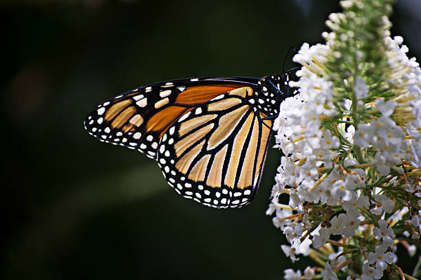 Monarch Butterfly stock photo