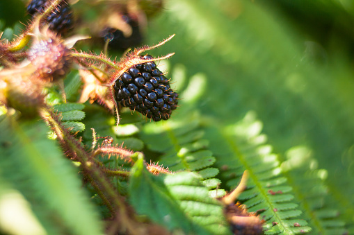 Organic Blackberry bramble.