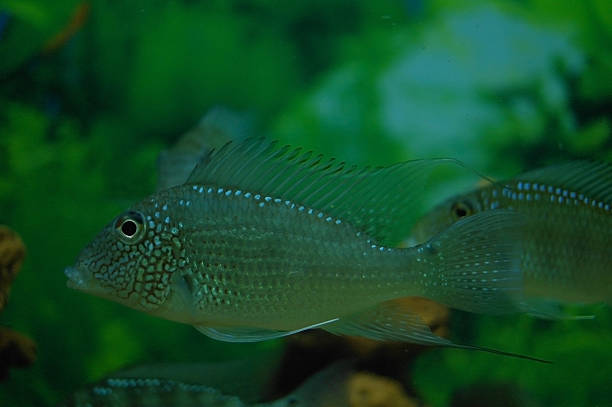 poissons tropicaux. - hobbies freshwater fish underwater panoramic photos et images de collection