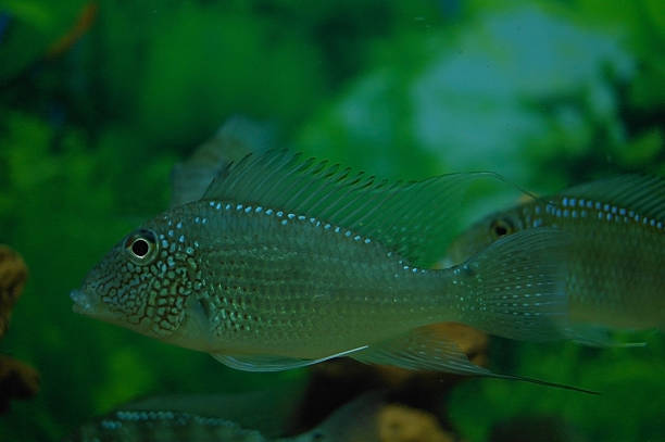 열대 고기잡이. - hobbies freshwater fish underwater panoramic 뉴스 사진 이미지