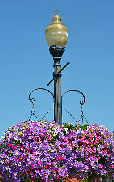 istock Street light with hanging petunia flower baskets 486093761