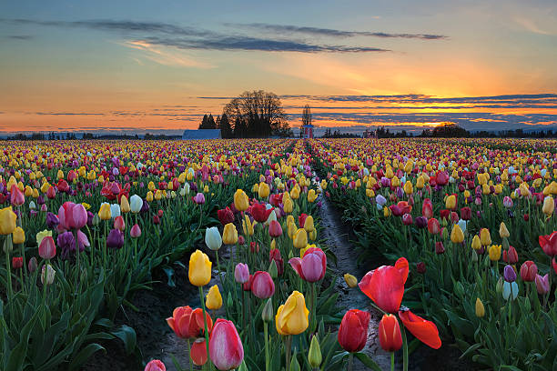 istock Tulip Farm Field at Sunset 486093997