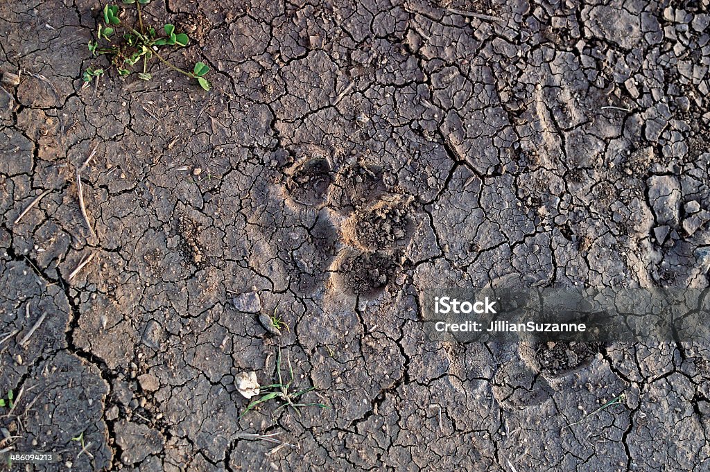 paw prints Pair of paw prints in dirt Coyote Stock Photo