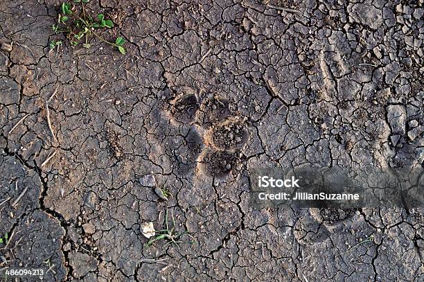 Paw Prints Stock Photo - Download Image Now - Coyote, Track - Imprint, Animal Track