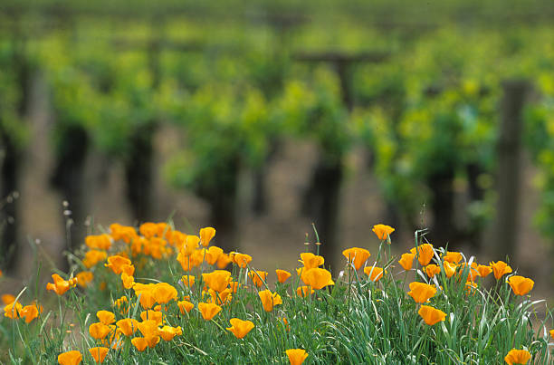 poppies (eschscholzia californica) e viti - napa napa valley california flower foto e immagini stock