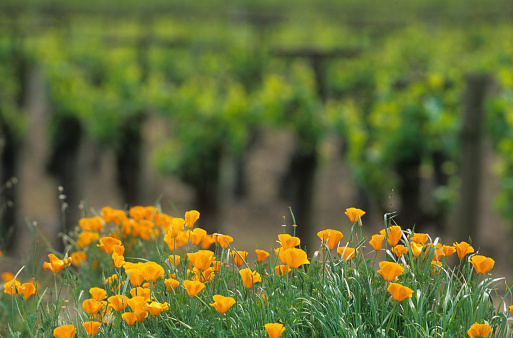 A cluster of California poppies adjacent to a vineyard in the Napa Valley