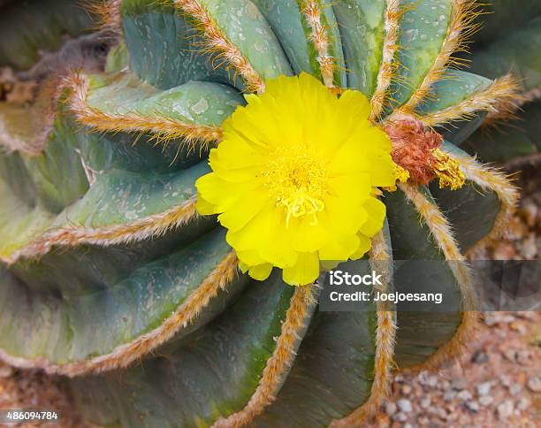 Cactus And Yellow Flower Stock Photo - Download Image Now - 2015, Botany, Cactus
