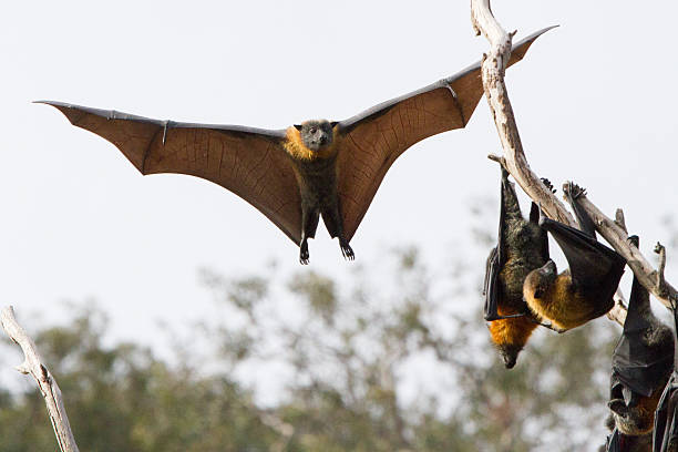 pipistrello della frutta - bat fruit bat mammal australia foto e immagini stock