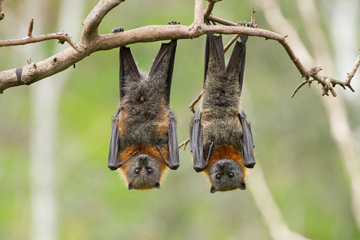 Close up of two fruit bats hanging upside down in a tree. Australia.