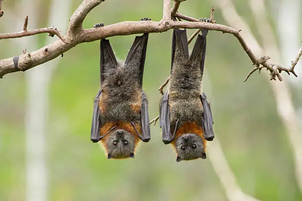 Close up of two fruit bats hanging upside down in a tree. Australia.