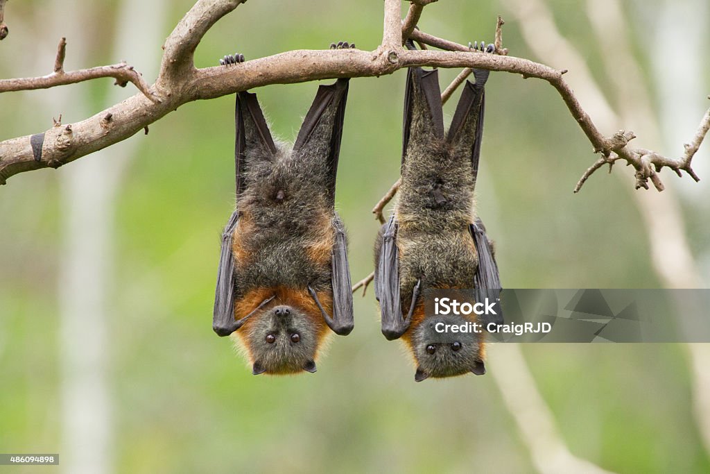 Dois morcegos - Foto de stock de Morcego royalty-free