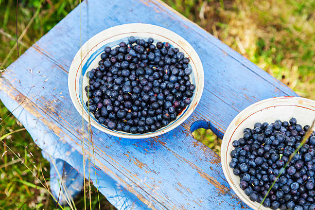 Wild blueberries collected into a bowl on an old stump in the forest. Foraging on wild berries in Scandinavia. Concept of healthy eating