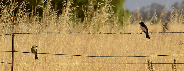 istock Small birds on barb wire fence 486098479