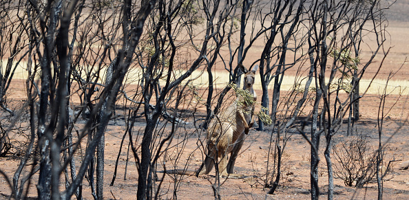 Kangaroo amongst burnt trees from a South Australian bushfire.