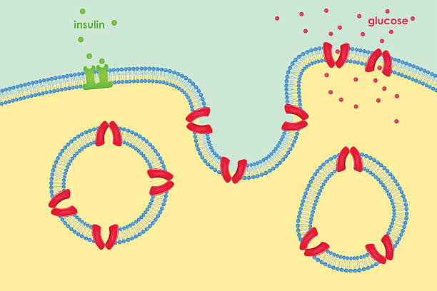 ภาพประกอบสต็อกที่เกี่ยวกับ “การขนส่งกลูโคสผ่านเยื่อหุ้มเซลล์ผ่านตัวขนส่ง - animal pancreas”