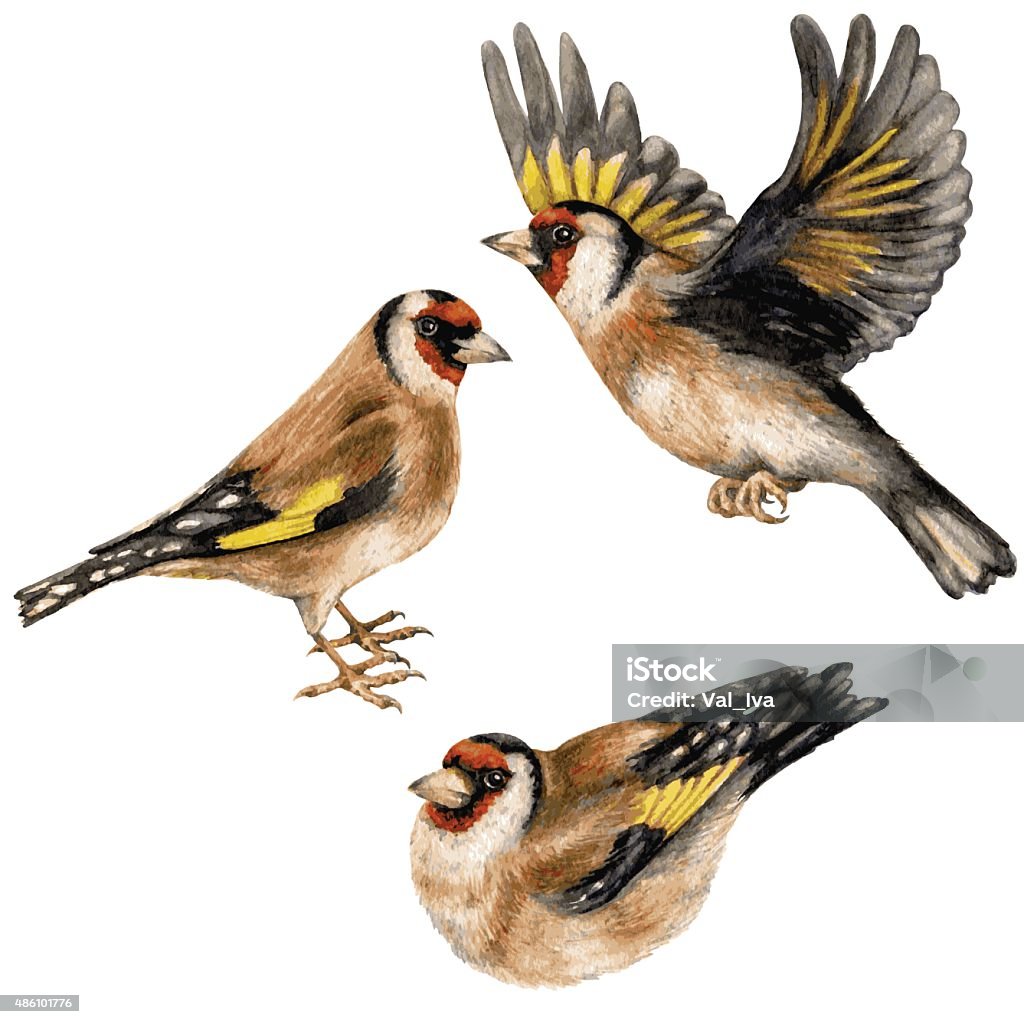 Goldfinches Watercolor image of flying, sitting and walking goldfinches isolated on white background. Gold Finch stock vector