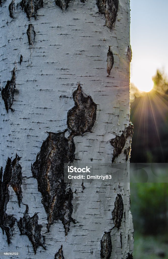 Birch The trunk of a birch in the sunset 2015 Stock Photo