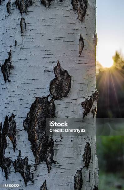 Birch Stock Photo - Download Image Now - 2015, Birch Tree, Close-up