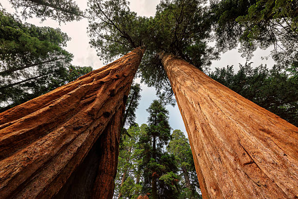 Giant tree closeup in Sequoia National Park