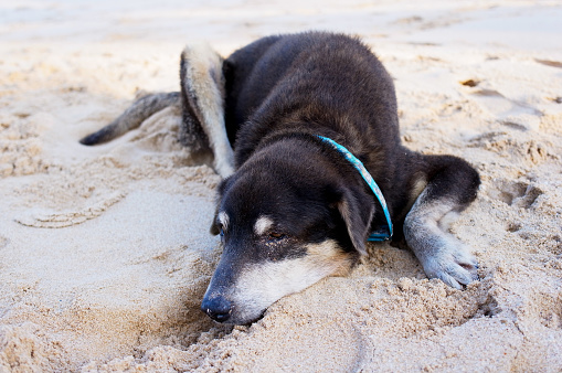 Old dog lying on the beach