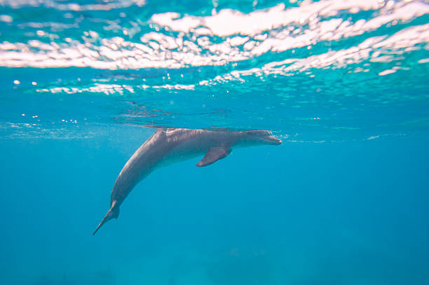 istock Bottlenose dolphin swimming in a lagoon 486104424